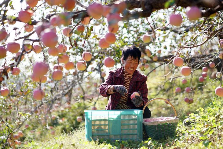 Productores de China aceleran ventas de emergencia ante el exceso de stock y la baja demanda, mientras las manzanas alcanzan sus precios más bajos en años. Productores de China aceleran ventas de emergencia ante el exceso de stock y la baja demanda, mientras las manzanas alcanzan sus precios más bajos en años.
