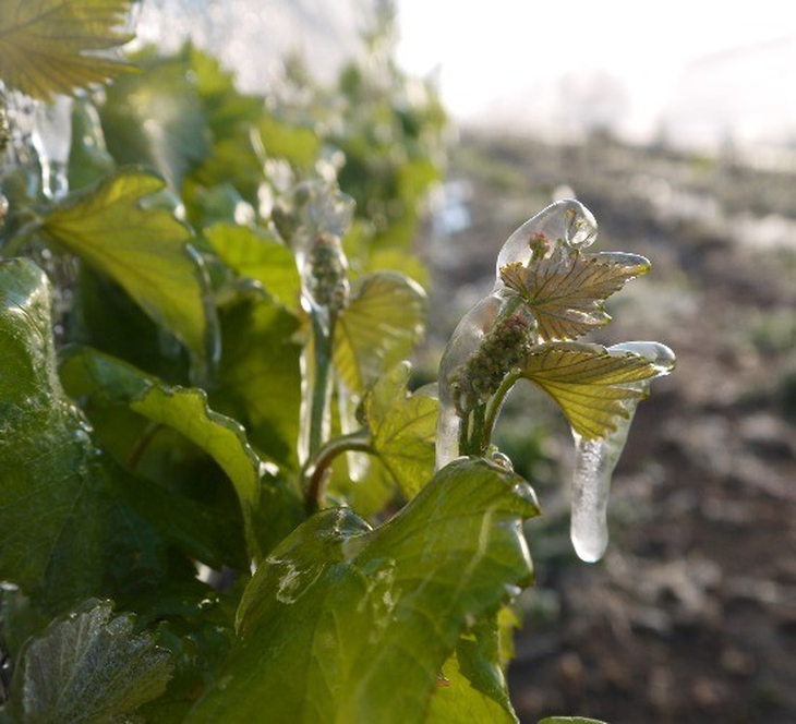 Sarmiento, Chubut, se consolida como un punto clave en el mapa mundial de los grandes Pinot Noir. Sarmiento, Chubut, se consolida como un punto clave en el mapa mundial de los grandes Pinot Noir.