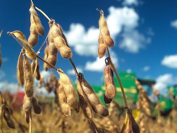 el padre de la soja argentina: sin retenciones, tendriamos 8 millones mas de hectareas