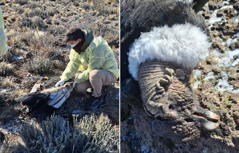 La triste imágen de este ejemplar de Cóndor Andino en tierras rionegrinas.