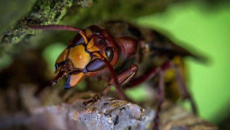 Avispas asesinas: ¿cuándo llegará el insecto al país?