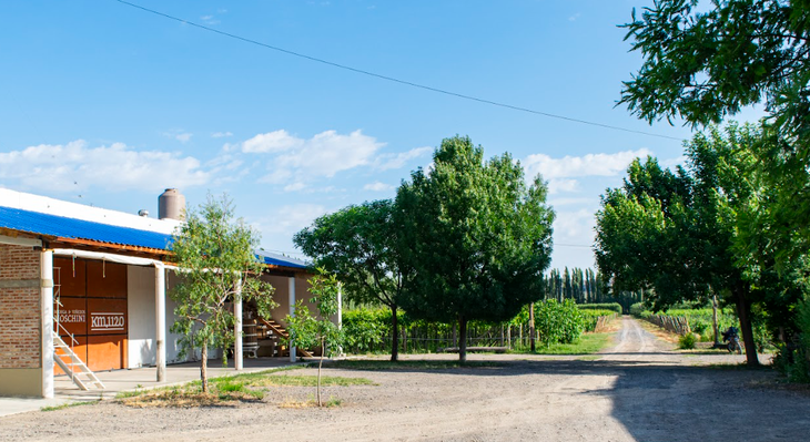 Del viñedo casero a bodega: La apuesta innovadora de Lito Moschini por el vino rionegrino. Foto: gentileza. Del viñedo casero a bodega: La apuesta innovadora de Lito Moschini por el vino rionegrino. Foto: gentileza.