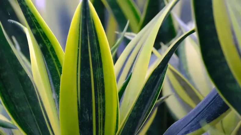 Poner un trozo de lengua de suegra en la maceta de otra planta tiene un beneficio sorprendente | LM Neuquen Poner un trozo de lengua de suegra en la maceta de otra planta tiene un beneficio sorprendente