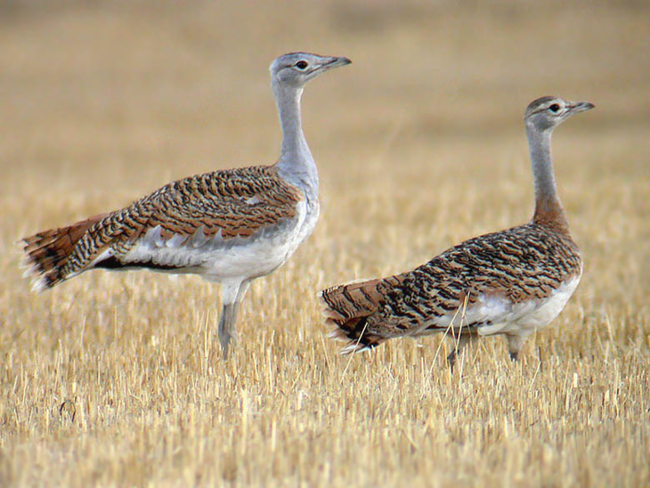 Avutardas, aves que también son impactadas por la nueva normativa. Avutardas, aves que también son impactadas por la nueva normativa.