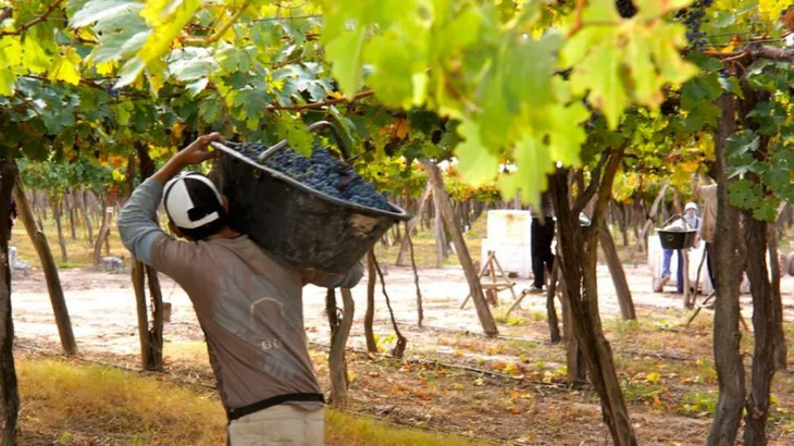 Merma del 35% en kilos de uva molida en Tupungato por heladas, tormentas y granizo.