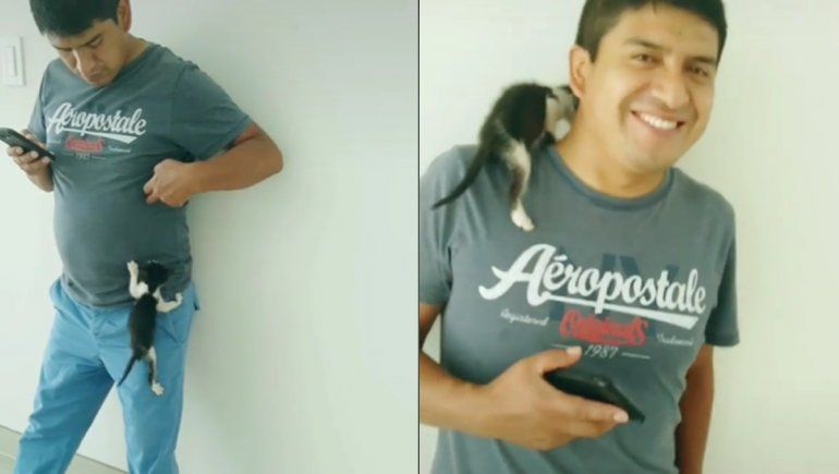 TikTok: un gato se vuelve viral por trepar a su dueño