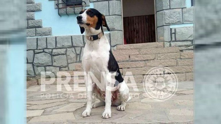 Estuvo perdido con temperaturas bajo cero y lo salvó una perra