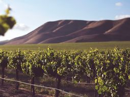 Buenas perspectivas para la vendimia: repunta la producción pese a las heladas tardías y el viento Zonda. Buenas perspectivas para la vendimia: repunta la producción pese a las heladas tardías y el viento Zonda.