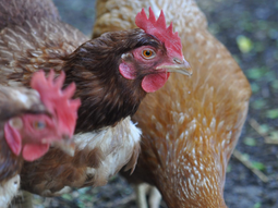 Las sospechas surgieron a partir de la notificación de mortandades y síntomas compatibles con la enfermedad en gallinas, gansos, patos y pavos del predio ubicado en el Alto Valle rionegrino. Las sospechas surgieron a partir de la notificación de mortandades y síntomas compatibles con la enfermedad en gallinas, gansos, patos y pavos del predio ubicado en el Alto Valle rionegrino.