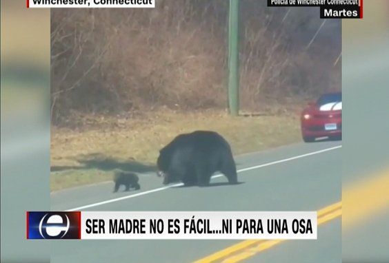 Viral en Instagram: una osa retó a sus cachorros para que cruzaran la calle