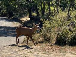 La noticia que todos querían escuchar, en medio del infierno de los incendios: volvió el huemul al Parque Lanín. La noticia que todos querían escuchar, en medio del infierno de los incendios: volvió el huemul al Parque Lanín.