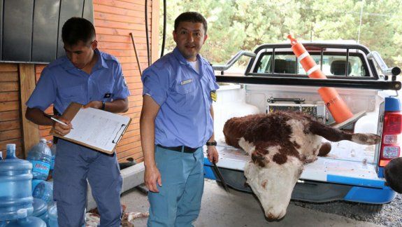 Otra vez una estancia del sur fue víctima de cuatrerismo