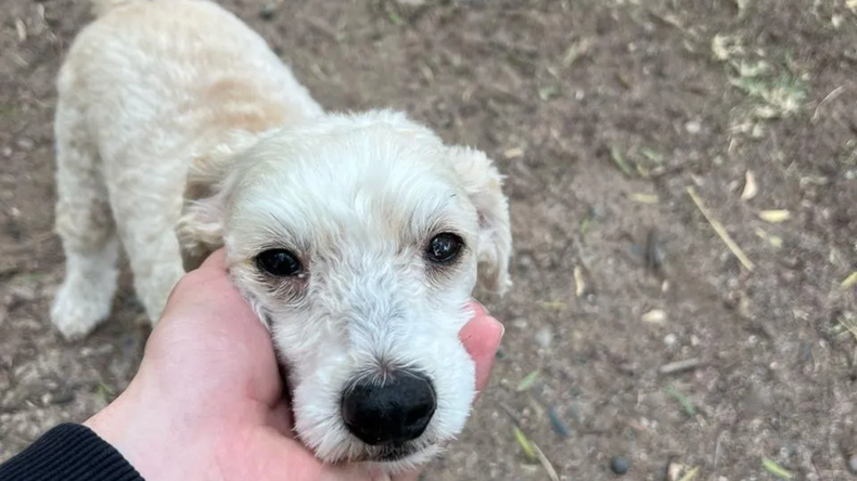 A lo largo de los últimos años, 800 animales consiguieron un hogar en Neuquén