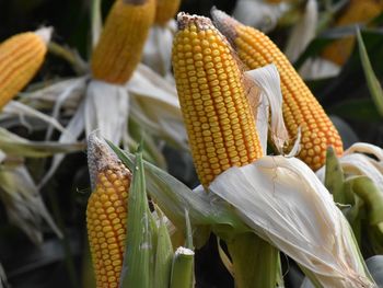 Más que un grano: El maíz se consolida en la región como una alternativa de baja volatilidad frente a la fruticultura tradicional, con márgenes de hasta 950 dólares por hectárea. Más que un grano: El maíz se consolida en la región como una alternativa de baja volatilidad frente a la fruticultura tradicional, con márgenes de hasta 950 dólares por hectárea.