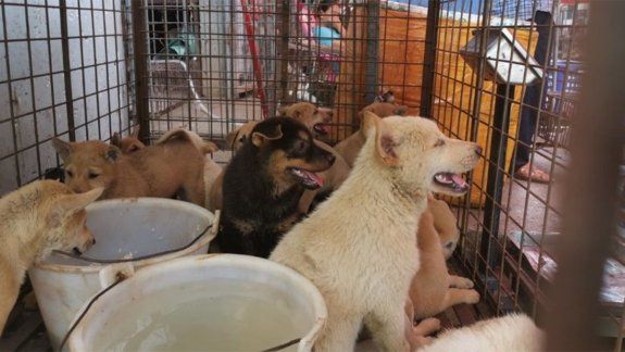 Corea del Norte compró perros para comerlos