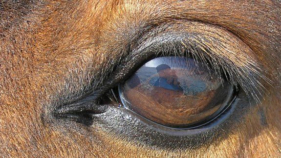 Un grupo de investigadores realizó un trabajo con 23 razas diferentes de equinos y pudo comprobar, entre otras cosas, que el animal tiene capacidad de elección según su necesidad.