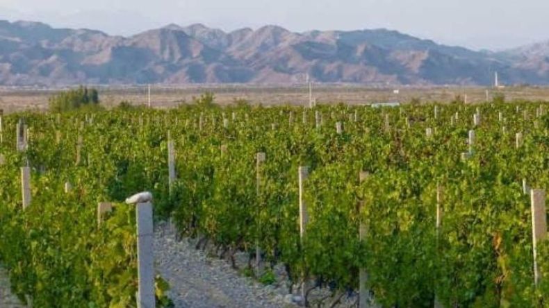 Viñedos en el desierto: así convirtió China miles de hectáreas de tierra estéril en vinos de excelencia