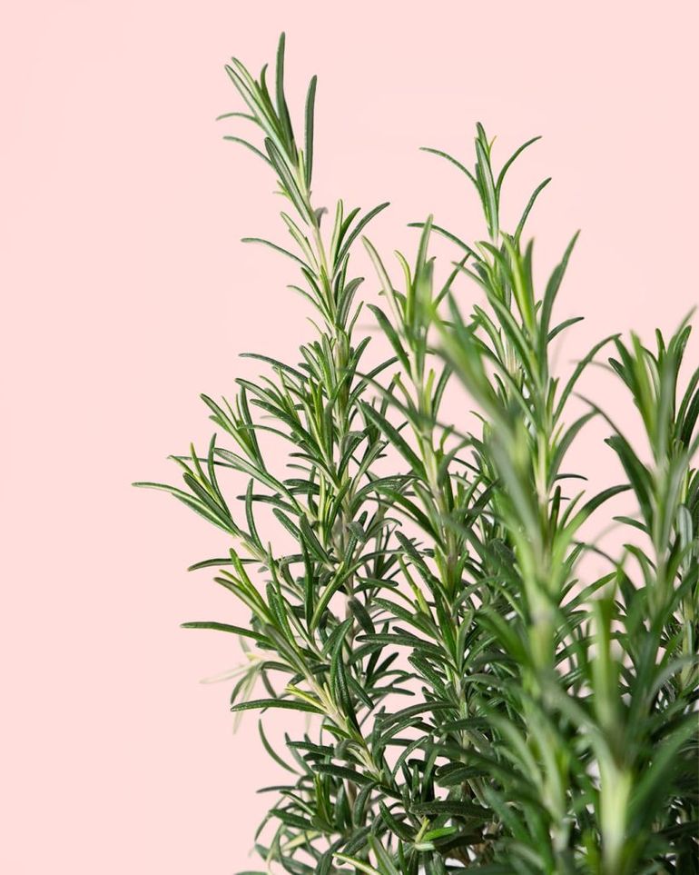 Los cuidados del romero planta se basan en entender su origen mediterráneo: mucho sol, poco riego y suelo pobre. Los cuidados del romero planta se basan en entender su origen mediterráneo: mucho sol, poco riego y suelo pobre.