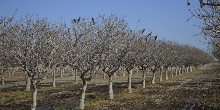 San Juan concentra el 85% de la producción nacional de pistacho, con 6.500 hectáreas bajo cultivo en 2025. San Juan concentra el 85% de la producción nacional de pistacho, con 6.500 hectáreas bajo cultivo en 2025.