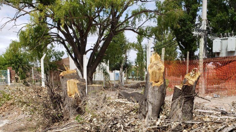 Denuncia por tala de &aacute;rboles