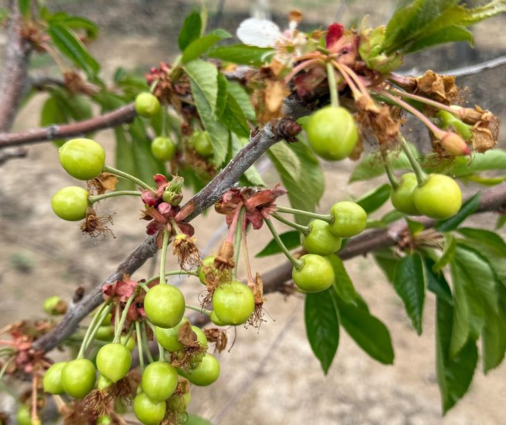 Estado de las cerezas en Ovalle en la presente semana. Estado de las cerezas en Ovalle en la presente semana.