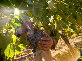 Las variedades de Alta Calidad Enológica redefinen el escenario de la vitivinicultura.