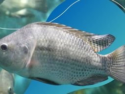 ¿que pez concentra una gran reserva de potentes antioxidantes naturales? ¿que pez concentra una gran reserva de potentes antioxidantes naturales?