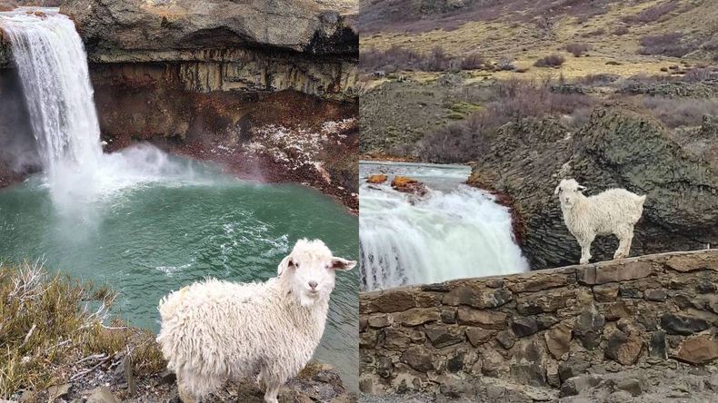 El chivo posa en el borde del mirador del Salto del Agrio con la cascada de fondo. Tiene señal en ambas orejas y estaría desorientado.