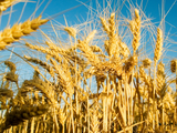 Senasa simplificó los procesos, en sintonía con las nuevas exigencias del sector agropecuario y las normas internacionales. Foto: Senasa