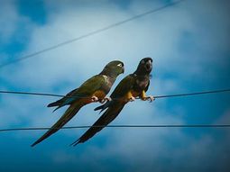 la explicacion de por que los loros invaden la patagonia la explicacion de por que los loros invaden la patagonia