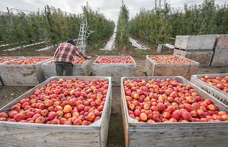La última cosecha de manzanas Koru para Columbia Reach en Naches Heights, Washington, en octubre. El productor Bruce Allen dijo que son manzanas realmente buenas que nunca encontraron su impulso entre los minoristas. “Cuanto antes dejemos de cultivarlas, mejor”, dijo sobre el bloque, que será injertado este año. (TJ Mullinax/Good Fruit Grower) La última cosecha de manzanas Koru para Columbia Reach en Naches Heights, Washington, en octubre. El productor Bruce Allen dijo que son manzanas realmente buenas que nunca encontraron su impulso entre los minoristas. “Cuanto antes dejemos de cultivarlas, mejor”, dijo sobre el bloque, que será injertado este año. (TJ Mullinax/Good Fruit Grower)