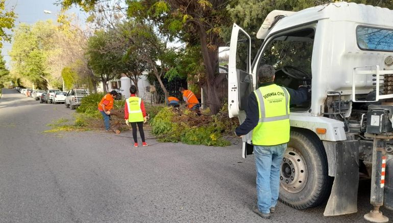 Por el temporal de viento se cayeron 40 árboles en Neuquén
