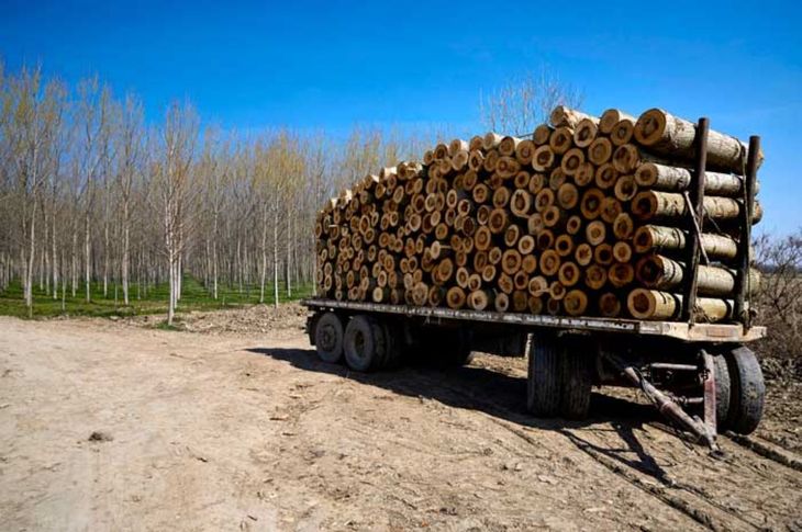 La madera producida en los valles irrigados de Río Negro podría convertirse en un insumo estratégico para viviendas más eficientes y con sello regional. La madera producida en los valles irrigados de Río Negro podría convertirse en un insumo estratégico para viviendas más eficientes y con sello regional.