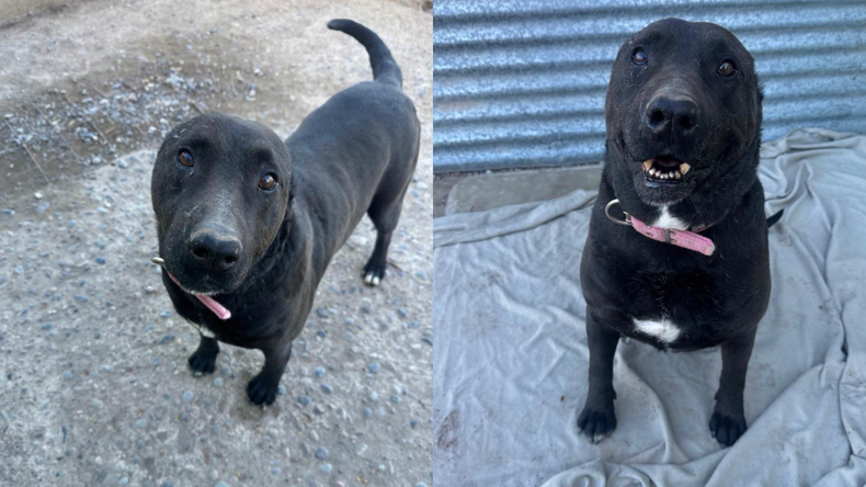 La historia de Ciro, el perro sin orejas que espera una familia hace 150 días | LM Neuquen La historia de Ciro, el perro sin orejas que espera una familia hace 150 días