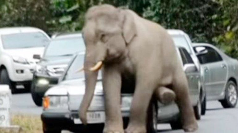 Imagen de la TV que muestra al elefante causando los destrozos.