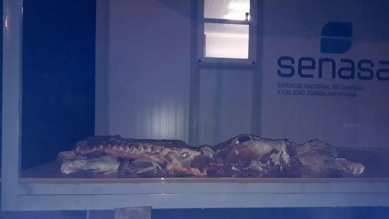 Escondía carne en el auto y lo atrapó la Policía en la Ruta 151