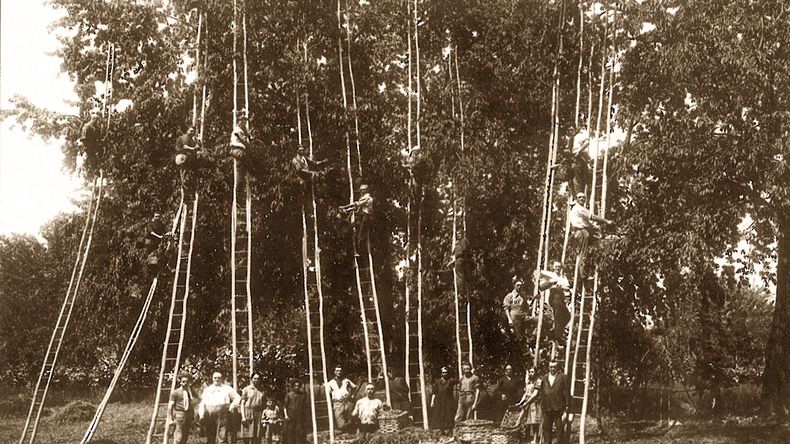 La cosecha de cerezas, a fines del siglo pasado, en Italia. Algo similar se podía observar en los fundos de Chile. Los enormes árboles definían la época.