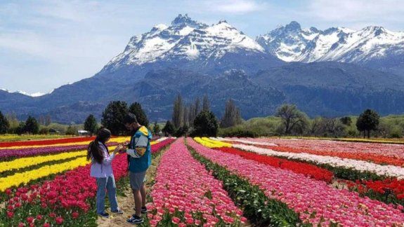 Las propuestas de casamiento en el campo de tulipanes de Trevelin, una costumbre que se consolida.&nbsp;