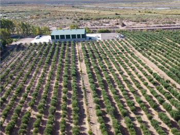 El olivar donde se produce el aceite Eternum en Rincón De Los Sauces y a pocos metros el Río Colorado