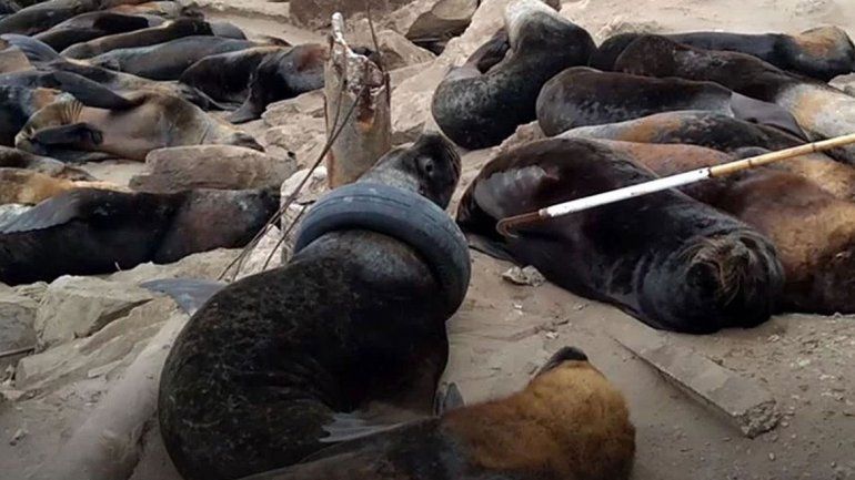 Indignación en Mar del Plata por un lobo marino que tiene un neumático atorado en el cuello
