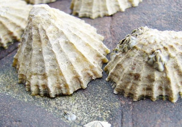 La coraza de un molusco es  el material biológico más duro
