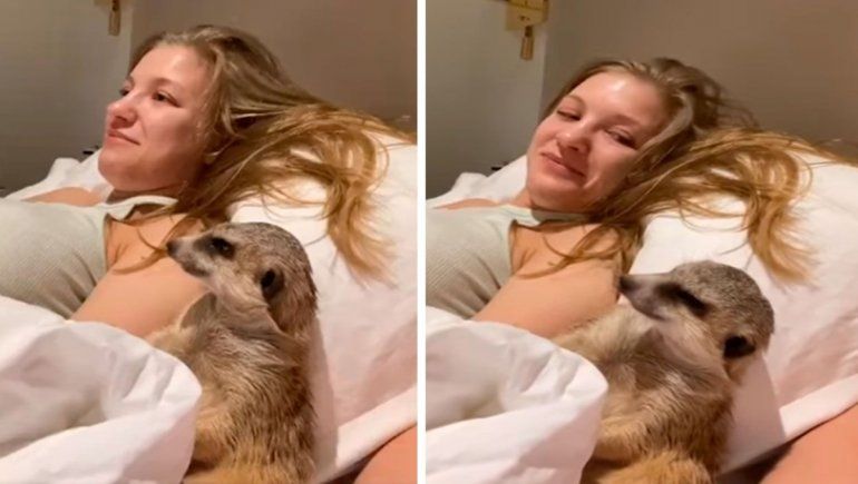 Facebook: la suricata que se acuesta a ver películas