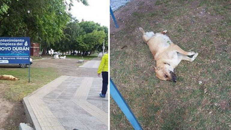 Vecinos reclaman que retiren un animal muerto en plena Avenida