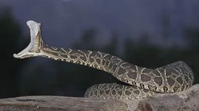 El joven internado en el hospital local y permanece estable. | LM Neuquen El joven internado en el hospital local y permanece estable.