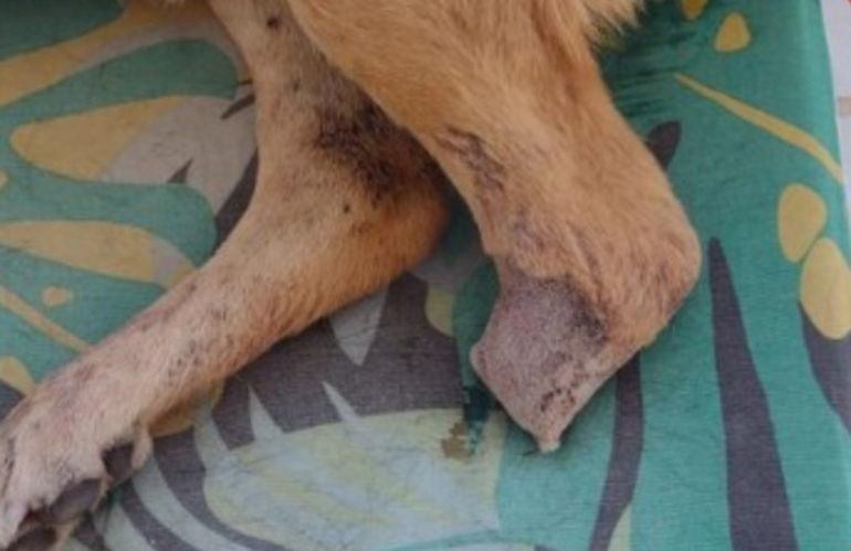 La Pampa: a la perra atacada por una pitbull en Realicó debieron amputarle una pata. La Pampa: a la perra atacada por una pitbull en Realicó debieron amputarle una pata.