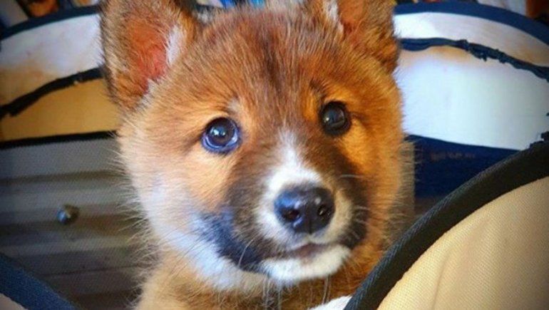 Un águila arrojó un cachorro de un animal casi extinto