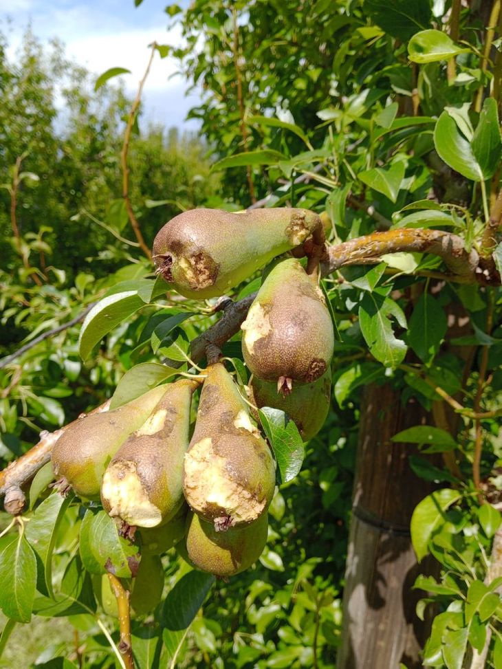 La región frutícola sufre uno de los mayores desastres en años: la mayor parte de la cereza quedó fuera de los estándares de calidad.