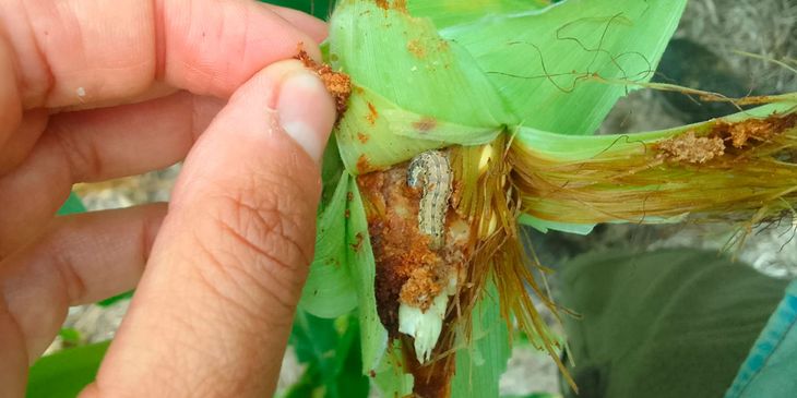 Aspecto y daño de la oruga de la espiga, una plaga que está mostrando fallas de control en cultivos Bt. Foto: Apresid. Aspecto y daño de la oruga de la espiga, una plaga que está mostrando fallas de control en cultivos Bt. Foto: Apresid.