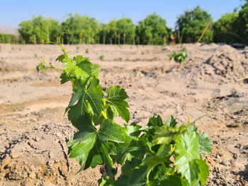Agua subterránea a 50 metros de profundidad nutre el milagro en la Pampa. Agua subterránea a 50 metros de profundidad nutre el milagro en la Pampa.