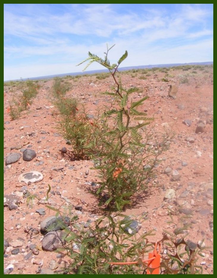 El alpataco desarrolla nódulos fijadores de nitrógeno en sus raíces. El alpataco desarrolla nódulos fijadores de nitrógeno en sus raíces.